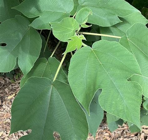 構樹種植|構樹有什麼功效作用？應該如何進行種植？